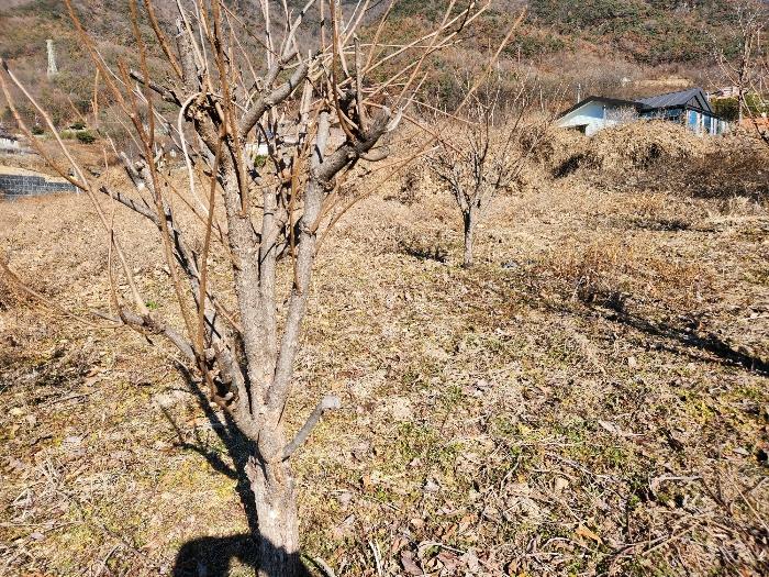 2024타경3270 법원경매 사진5 | 경남 밀양시 답 경매