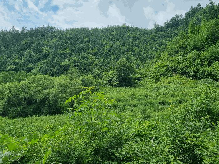 전북특별자치도 진안군 부귀면 신정리 산111-1 법원경매 물건 대표사진