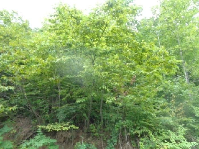 법원경매 2025타경31540 사진5 | 진안군 부귀면 신정리 임야 경매