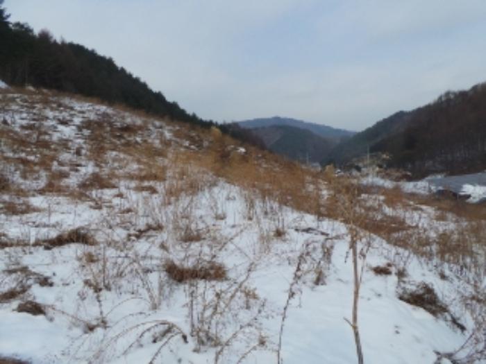 법원경매 2025타경11 사진7 | 평창군 진부면 전 경매
