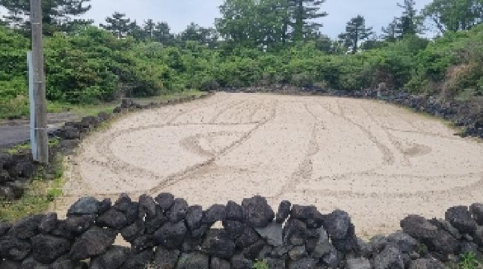 법원경매 2025타경1159 사진20 | 제주시 구좌읍 월정리 임야 경매