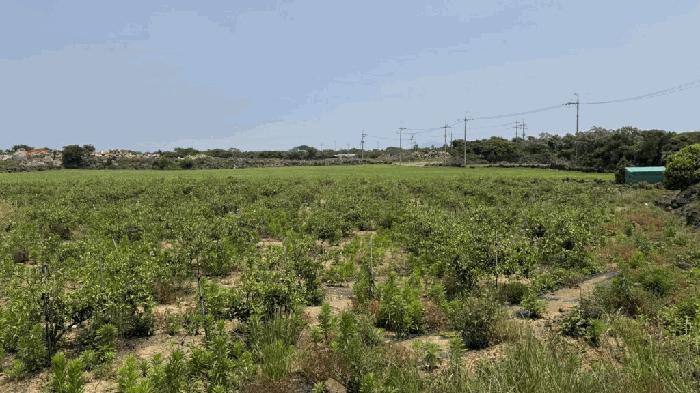 제주특별자치도 서귀포시 대정읍 영락리 167 법원경매 물건 대표사진