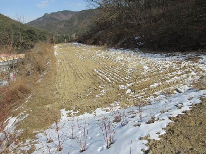 법원경매 2025타경46 사진24 | 상주시 내서면 서만리 317 답 경매
