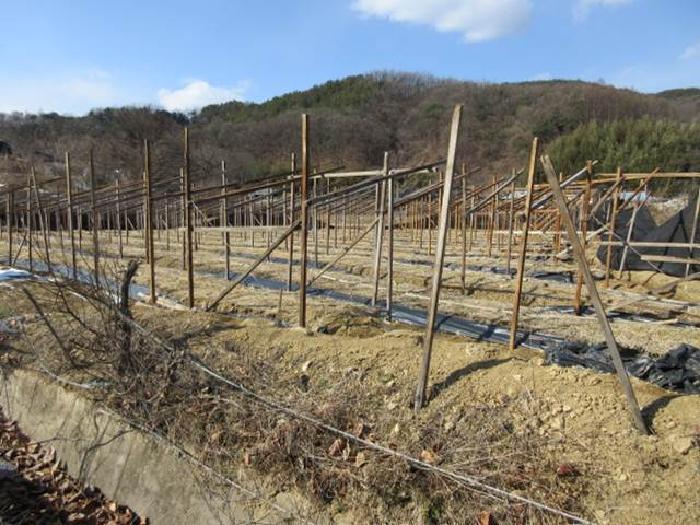 법원경매 2025타경46 사진29 | 상주시 내서면 서만리 317 답 경매