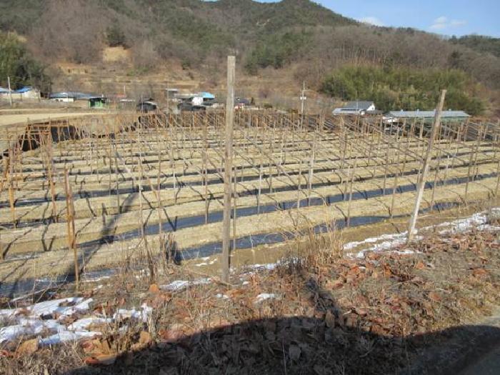 법원경매 2025타경46 사진30 | 상주시 내서면 서만리 317 답 경매
