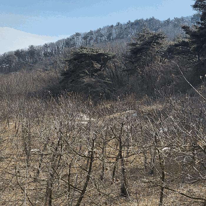 법원경매 2025타경5232 사진2 | 문경시 문경읍 하초리 임야 경매