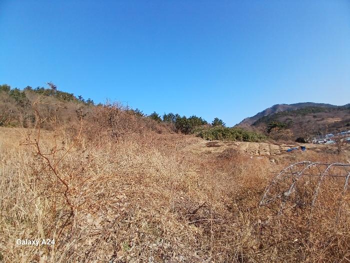 2024타경9424 법원경매 사진3 | 전남 영광군 임야 경매