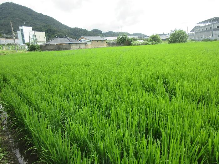 2024타경78383 법원경매 사진30 | 전남 장성군 대지 경매