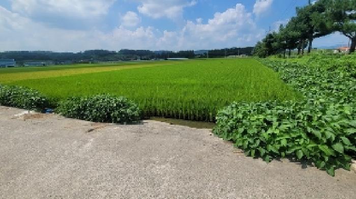 경남 함안군 법수면 주물리 40-8 답 사진 4