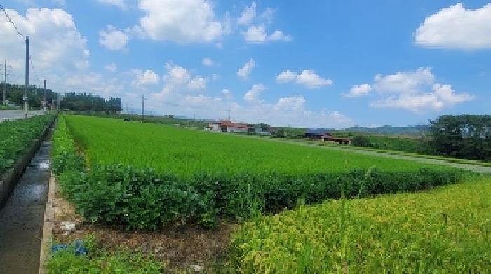 경남 함안군 법수면 주물리 40-8 답 사진 5