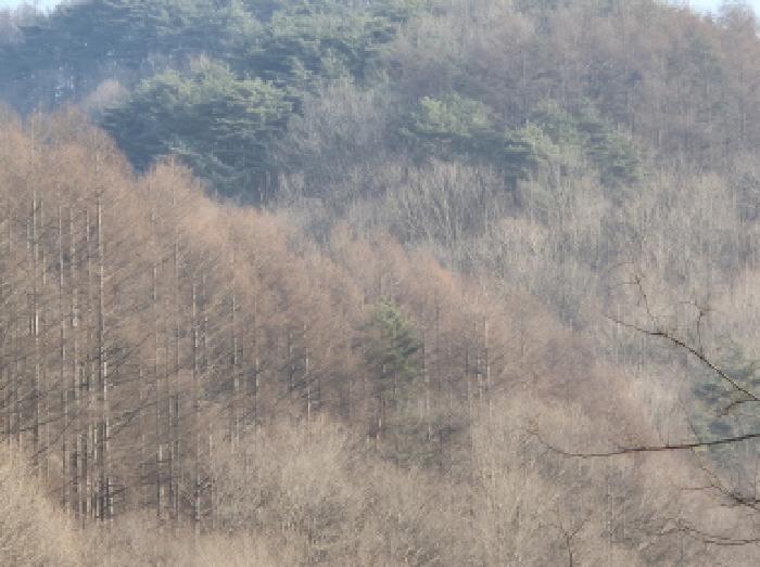 법원경매 2025타경10056 사진4 | 영양군 입암면 대천리 임야 경매