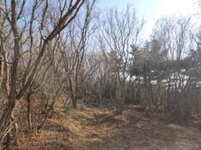 2024타경117 법원경매 사진6 | 인천 중구 임야 경매