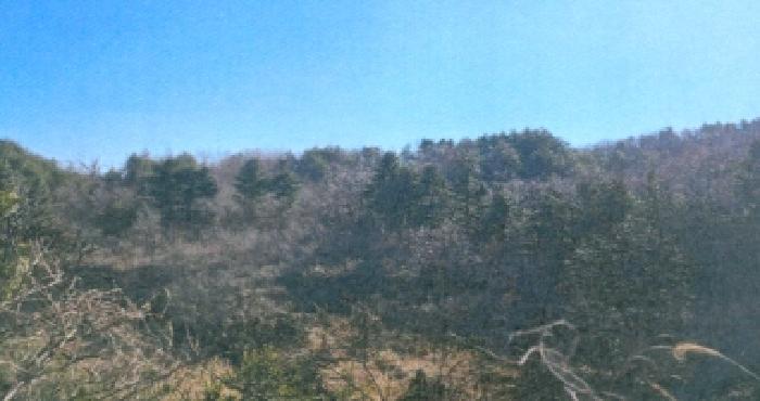 법원경매 2025타경176 사진9 | 강릉시 구정면 어단리 944-44 임야 경매