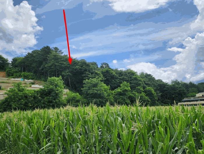 2025타경135 법원경매 사진9 | 충북 제천시 임야 경매