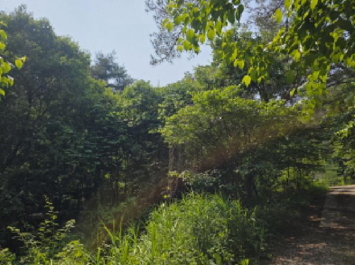 2025타경5339 법원경매 사진43 | 충북 제천시 임야 경매