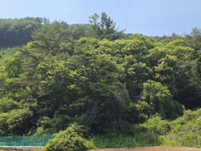 2025타경5339 법원경매 사진63 | 충북 제천시 임야 경매