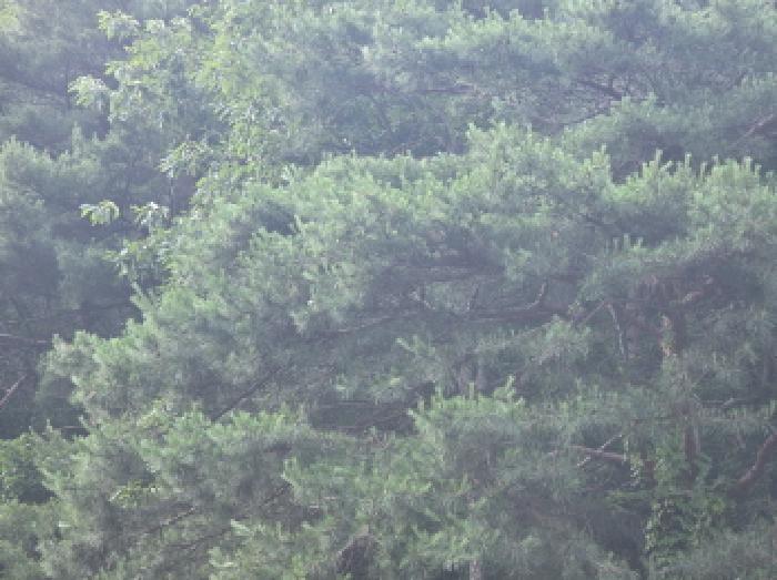 2025타경5339 법원경매 사진42 | 충북 제천시 임야 경매