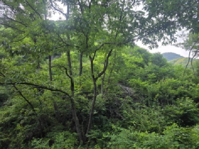 2025타경5339 법원경매 사진53 | 충북 제천시 임야 경매