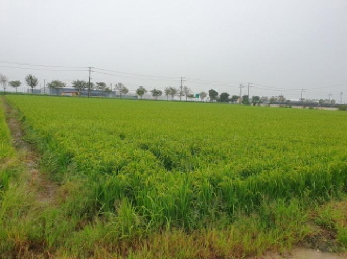 2025타경925 법원경매 사진11 | 전북 김제시 답 경매