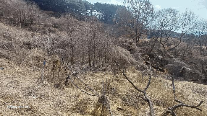 법원경매 2025타경10204 사진4 | 안동시 풍천면 가곡리 440-3 대지,임야,전답 경매