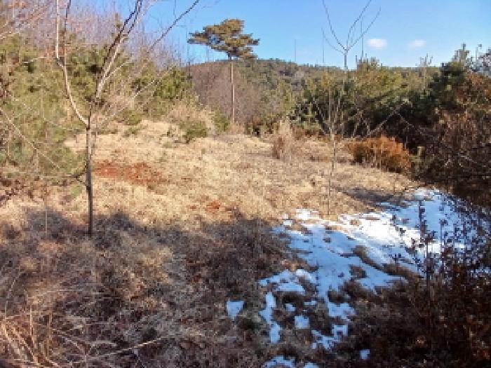 2025타경50785 법원경매 사진5 | 충남 서산시 임야 경매