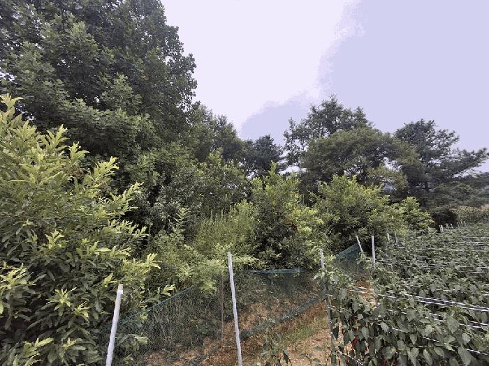 법원경매 2025타경51577 사진2 | 괴산군 청천면 대티리 임야 경매