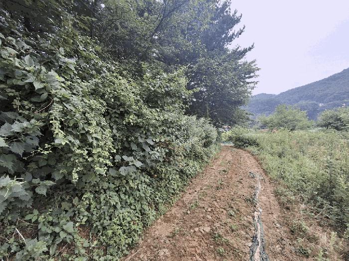 2025타경51577 법원경매 사진3 | 충북 괴산군 임야 경매