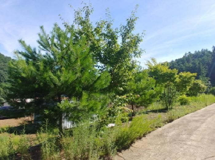 2025타경3661 법원경매 사진23 | 충남 금산군 임야 경매