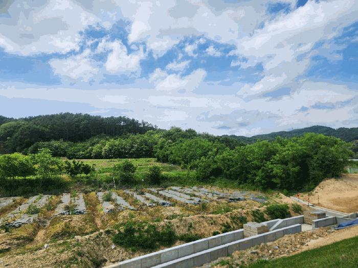 법원경매 2025타경502555 사진4 | 세종 장군면 용암리 임야 경매