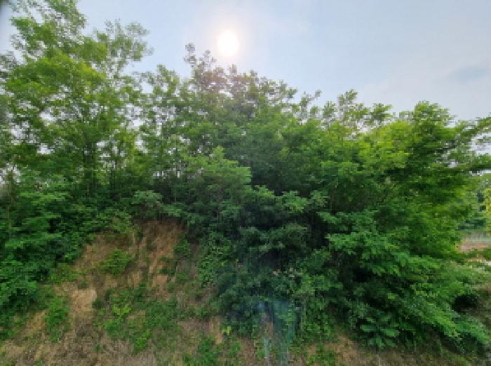 법원경매 2025타경502555 사진48 | 세종 장군면 용암리 임야 경매