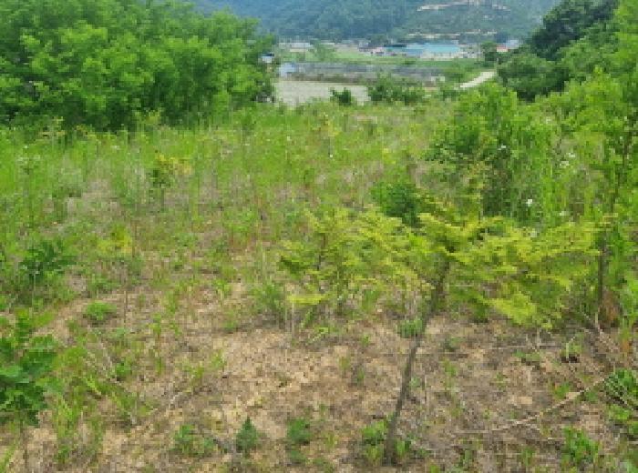 법원경매 2025타경502555 사진76 | 세종 장군면 용암리 임야 경매