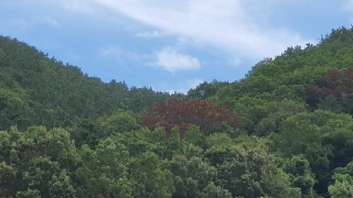 2025타경274 법원경매 사진4 | 창원 마산합포구 임야 경매