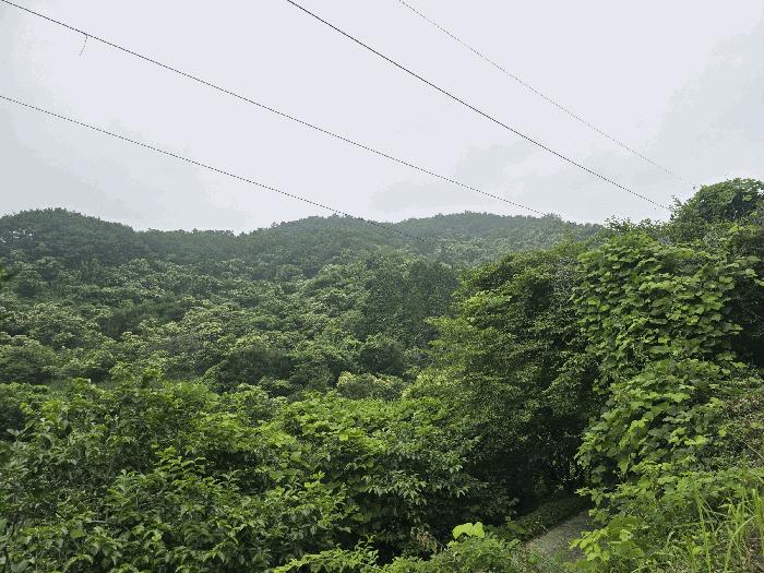 전라남도 광양시 옥곡면 수평리 산176-1 법원경매 물건 대표사진