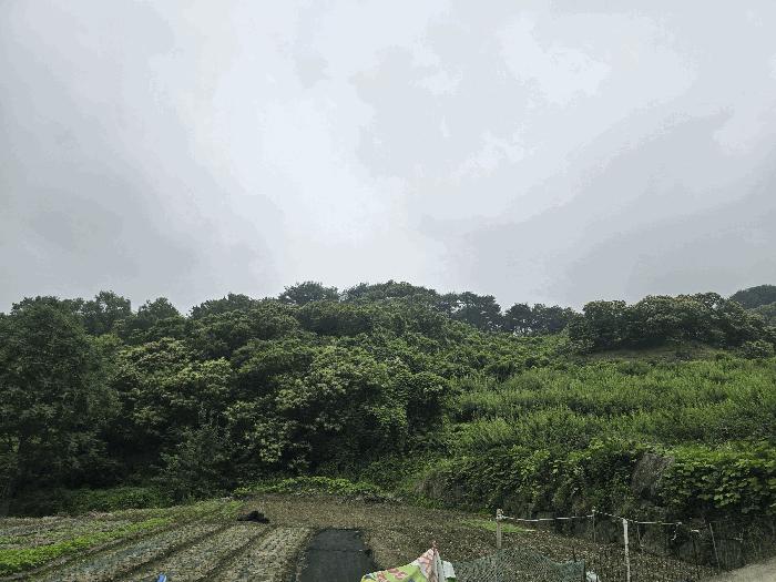 2025타경51387 법원경매 사진11 | 전남 광양시 임야 경매