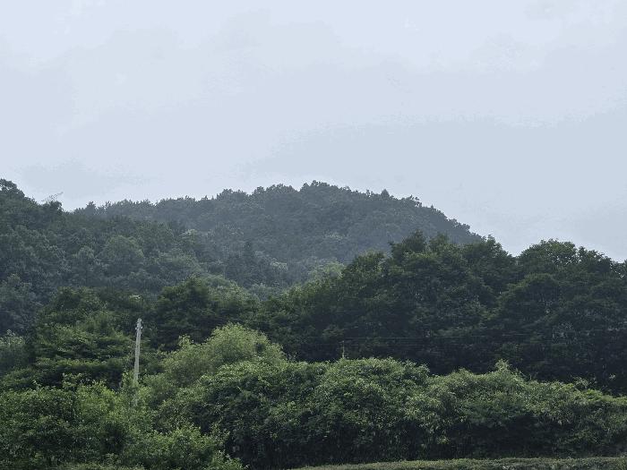 2025타경51387 법원경매 사진13 | 전남 광양시 임야 경매
