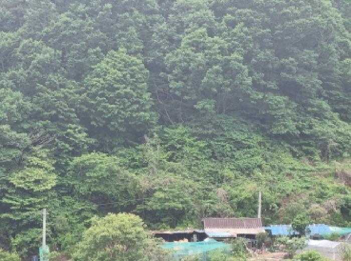 2025타경51387 법원경매 사진31 | 전남 광양시 임야 경매