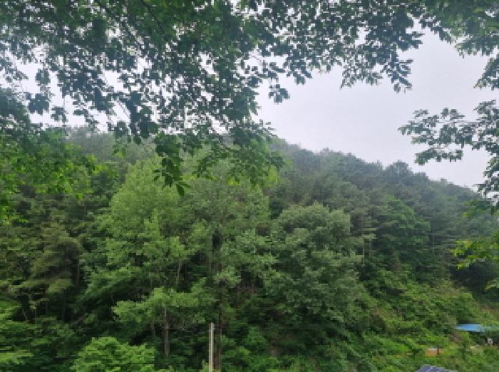2025타경51387 법원경매 사진34 | 전남 광양시 임야 경매