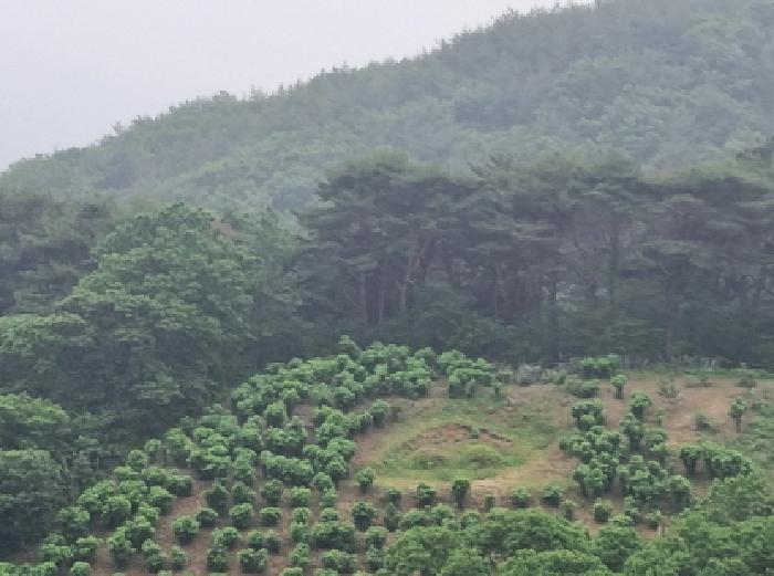 2025타경51387 법원경매 사진42 | 전남 광양시 임야 경매