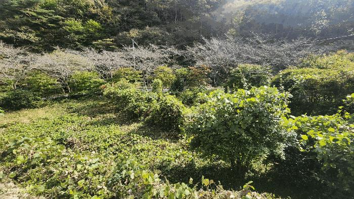 2025타경52168 법원경매 사진3 | 전남 보성군 답 경매