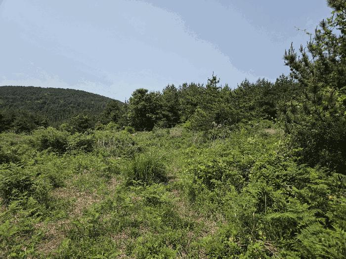 2025타경8003 법원경매 사진10 | 제주 제주시 임야 경매