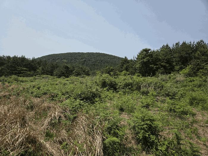 2025타경8003 법원경매 사진14 | 제주 서귀포시 임야 경매