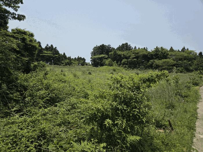 2025타경8003 법원경매 사진19 | 제주 서귀포시 임야 경매