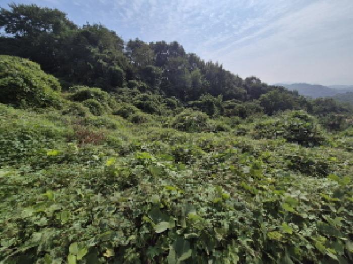 2025타경503444 법원경매 사진9 | 세종 장군면 임야 경매