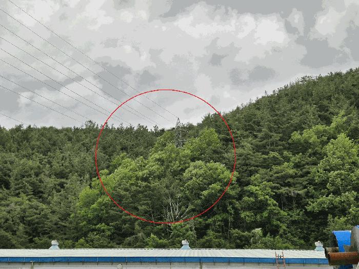 법원경매 2025타경31196 사진3 | 고령군 개진면 반운리 임야 경매