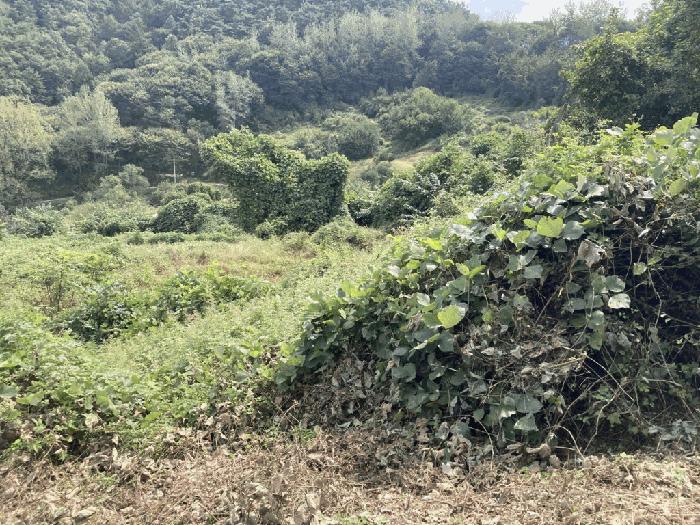 충청북도 괴산군 괴산읍 서부리 567-5 법원경매 물건 대표사진