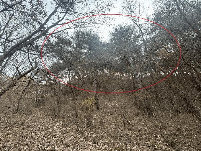 강원특별자치도 양구군 국토정중앙면 가오작리 251 법원경매 물건 대표사진