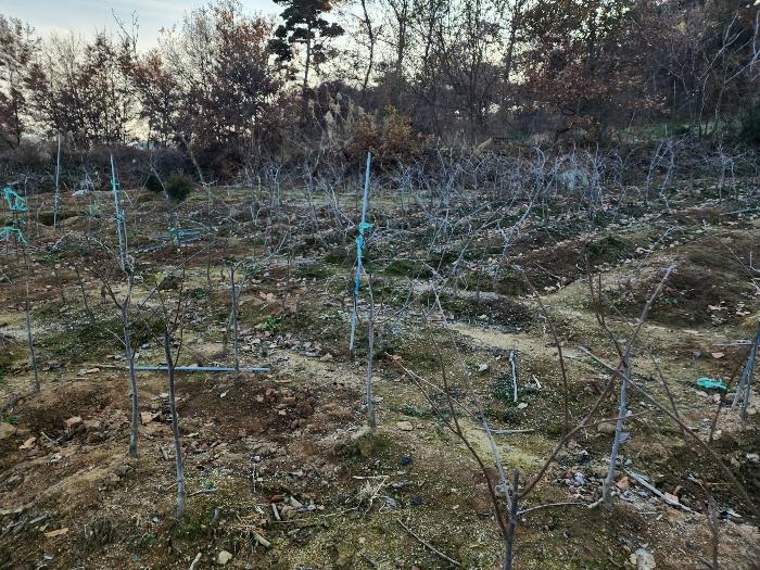 2024타경1817 법원경매 사진30 | 충남 논산시 답 경매