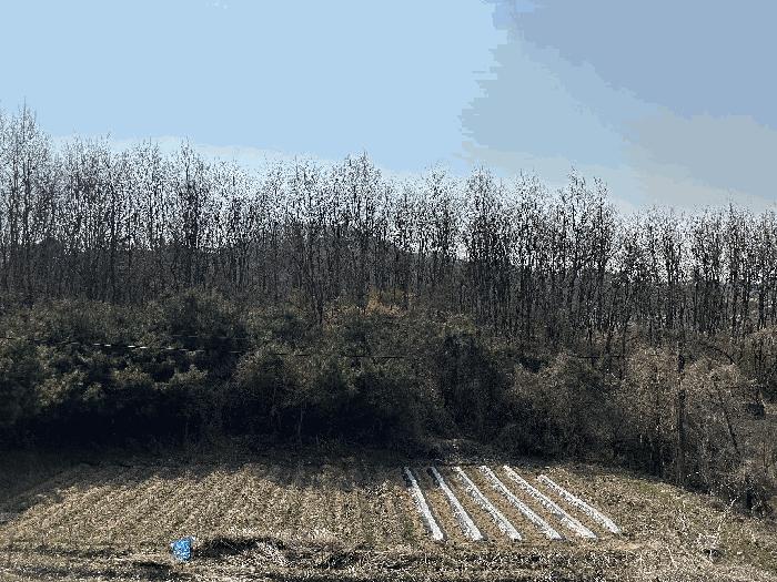 2025타경502006 법원경매 사진6 | 세종 부강면 대지,임야,전답 경매