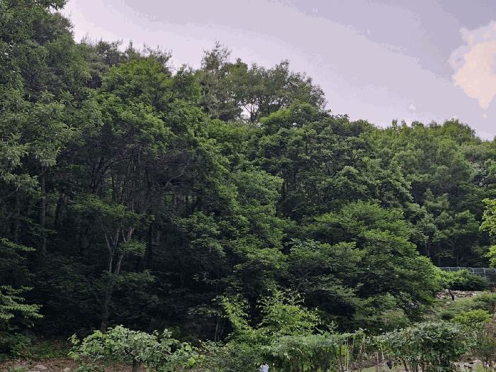 경남 밀양시 삼랑진읍 행곡리 산221 임야 사진 3