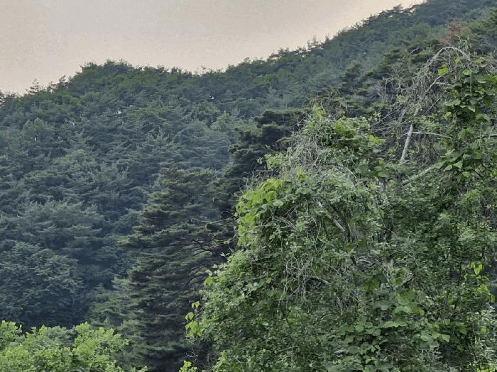 경남 밀양시 삼랑진읍 행곡리 산221 임야 사진 6